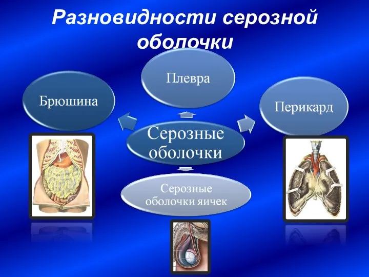 Разновидности серозной оболочки