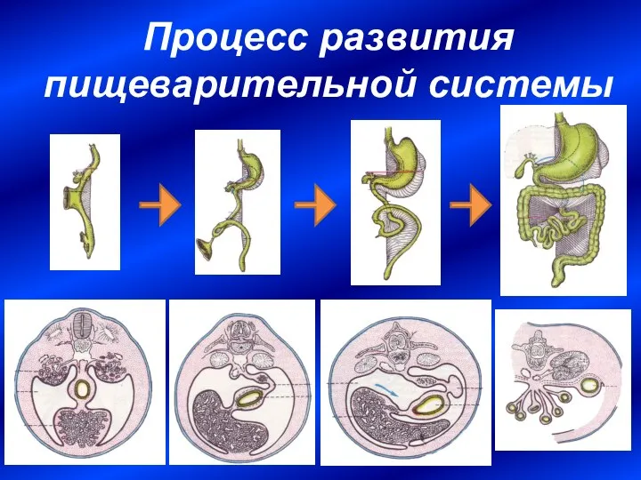 Процесс развития пищеварительной системы