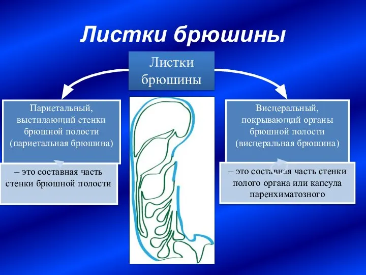 Листки брюшины Париетальный, выстилающий стенки брюшной полости (париетальная брюшина) Висцеральный, покрывающий