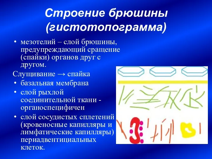 Строение брюшины (гистотопограмма) мезотелий – слой брюшины, предупреждающий сращение (спайки) органов