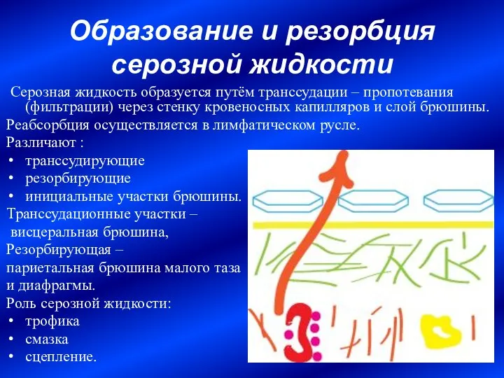 Образование и резорбция серозной жидкости Серозная жидкость образуется путём транссудации –