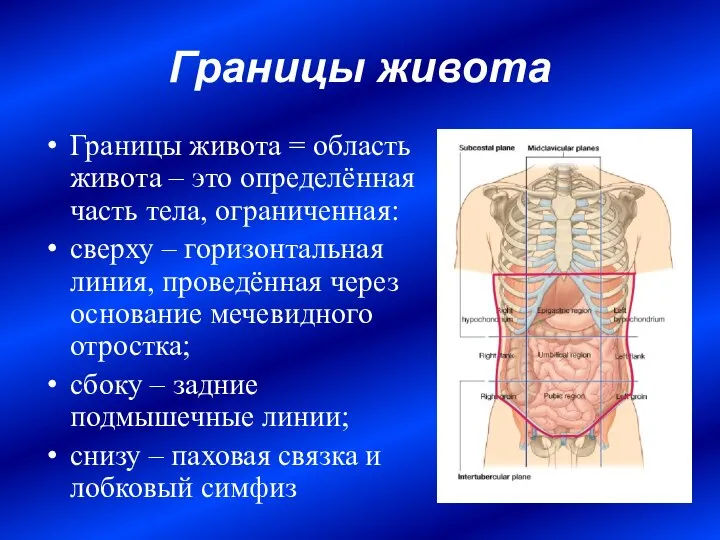 Границы живота Границы живота = область живота – это определённая часть