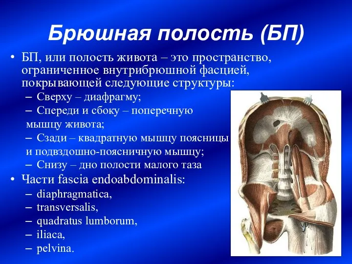 Брюшная полость (БП) БП, или полость живота – это пространство, ограниченное