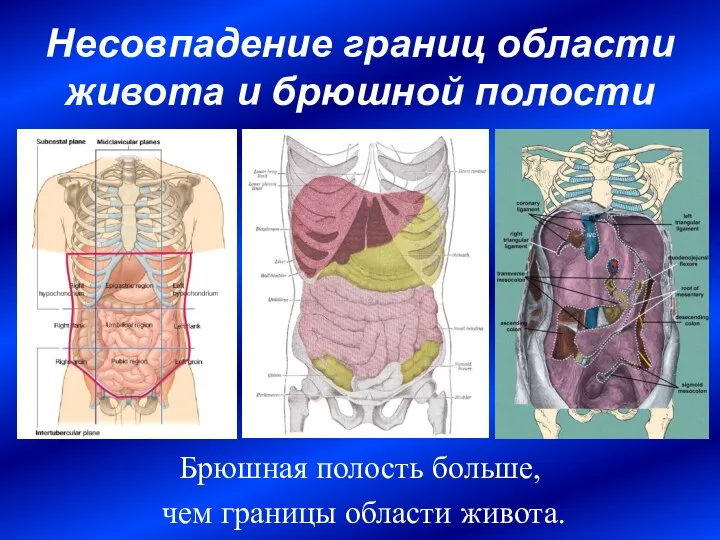 Несовпадение границ области живота и брюшной полости Брюшная полость больше, чем границы области живота.