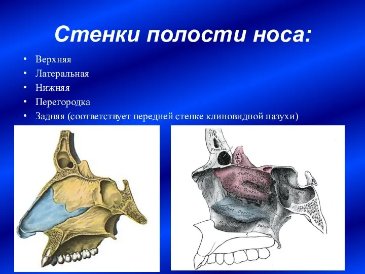 Стенки полости носа: Верхняя Латеральная Нижняя Перегородка Задняя (соответствует передней стенке клиновидной пазухи)