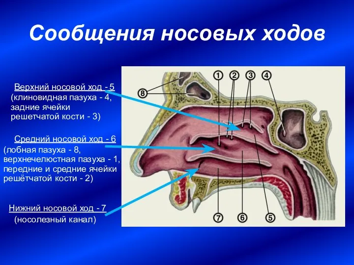 Сообщения носовых ходов Средний носовой ход - 6 (лобная пазуха -