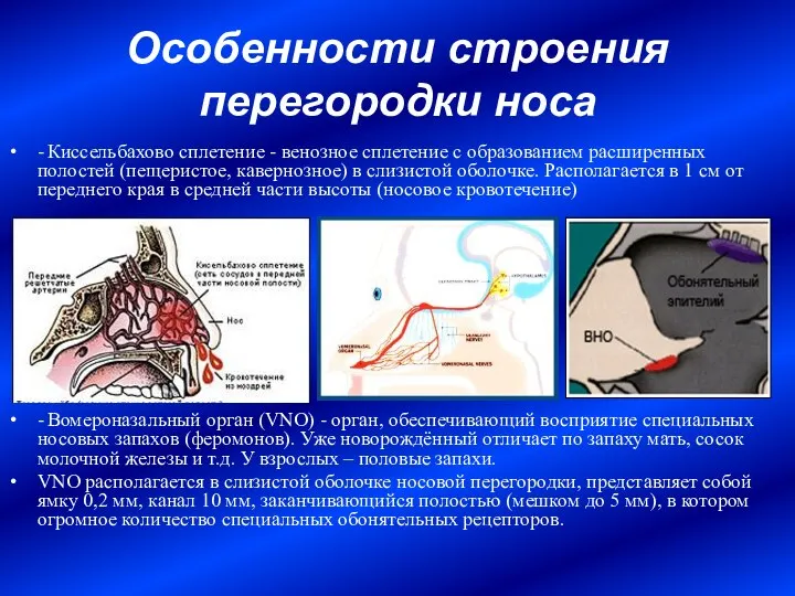 Особенности строения перегородки носа - Киссельбахово сплетение - венозное сплетение с