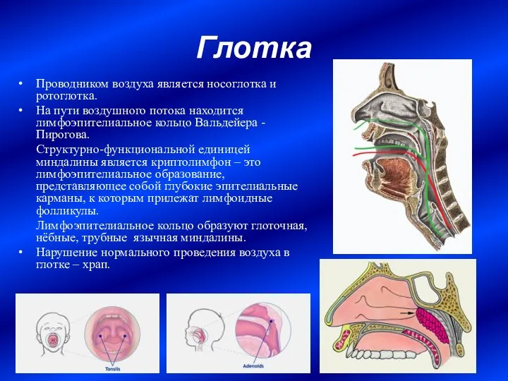 Глотка Проводником воздуха является носоглотка и ротоглотка. На пути воздушного потока