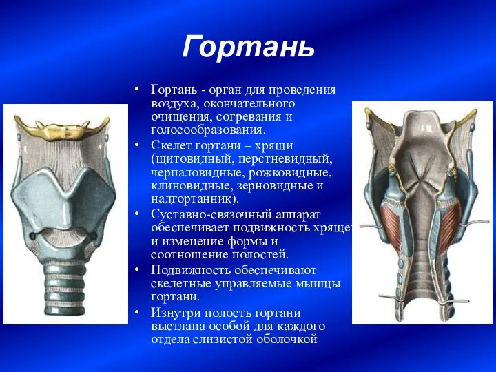 Гортань Гортань - орган для проведения воздуха, окончательного очищения, согревания и