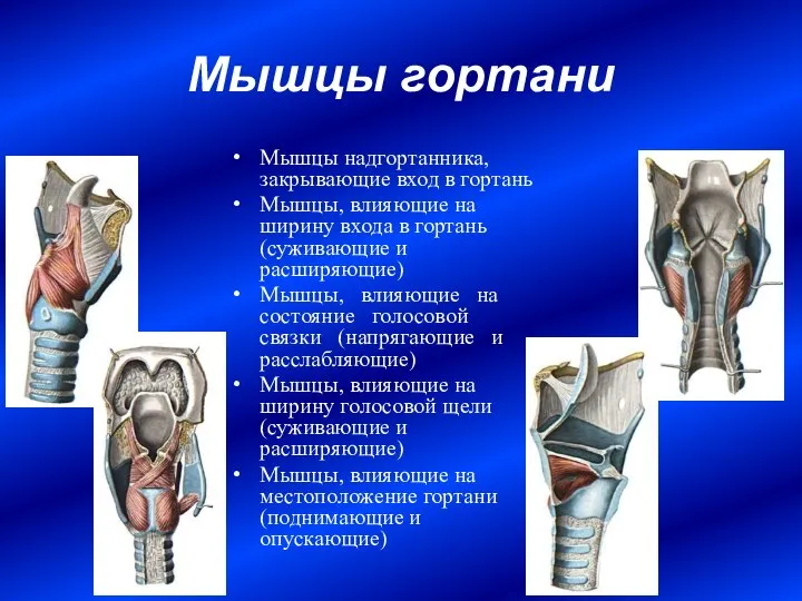 Мышцы гортани Мышцы надгортанника, закрывающие вход в гортань Мышцы, влияющие на