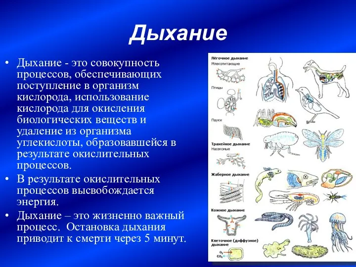 Дыхание Дыхание - это совокупность процессов, обеспечивающих поступление в организм кислорода,