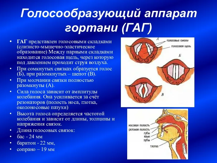 Голосообразующий аппарат гортани (ГАГ) ГАГ представлен голосовыми складками (слизисто-мышечно-эластическое образование) Между