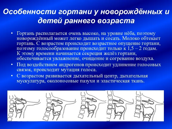 Особенности гортани у новорождённых и детей раннего возраста Гортань располагается очень