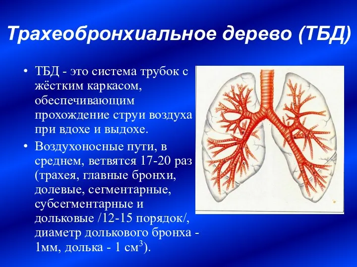 Трахеобронхиальное дерево (ТБД) ТБД - это система трубок с жёстким каркасом,