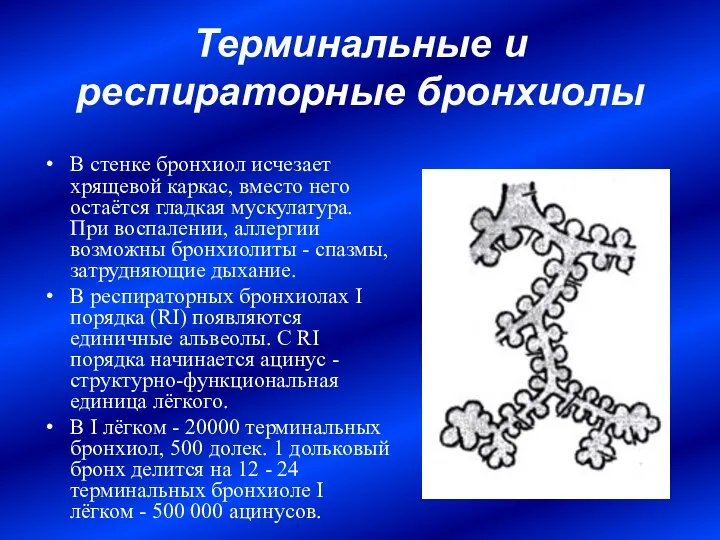 Терминальные и респираторные бронхиолы В стенке бронхиол исчезает хрящевой каркас, вместо