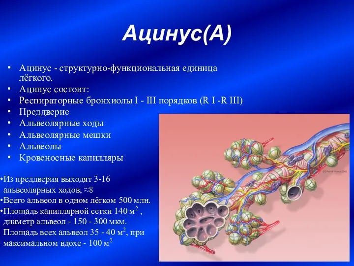 Ацинус(А) Ацинус - структурно-функциональная единица лёгкого. Ацинус состоит: Респираторные бронхиолы I