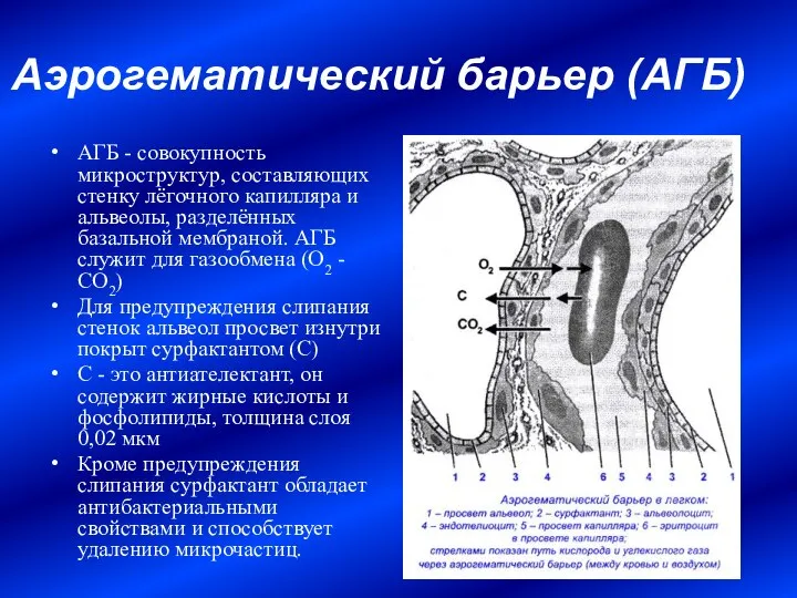 Аэрогематический барьер (АГБ) АГБ - совокупность микроструктур, составляющих стенку лёгочного капилляра