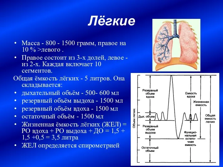 Лёгкие Масса - 800 - 1500 грамм, правое на 10 %