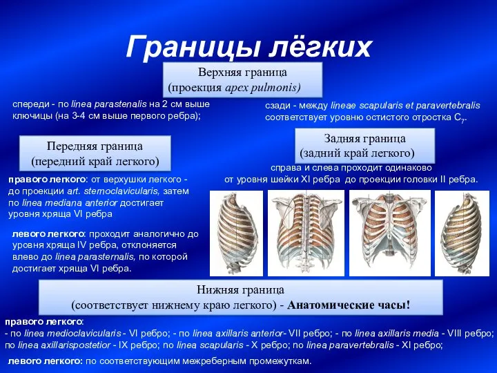 Границы лёгких Верхняя граница (проекция apex pulmonis) спереди - по linea