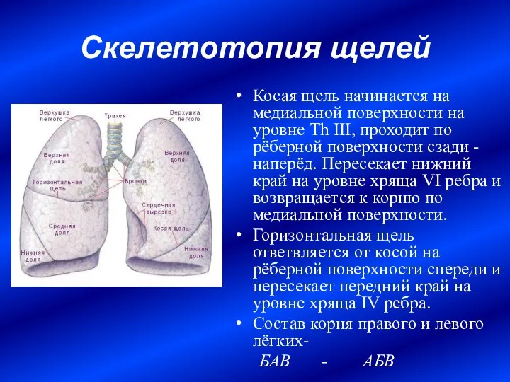 Скелетотопия щелей Косая щель начинается на медиальной поверхности на уровне Th