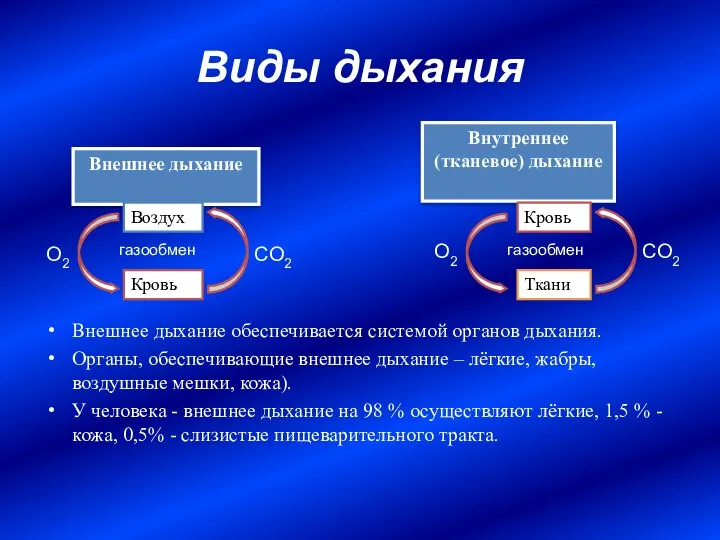 Виды дыхания Внешнее дыхание обеспечивается системой органов дыхания. Органы, обеспечивающие внешнее