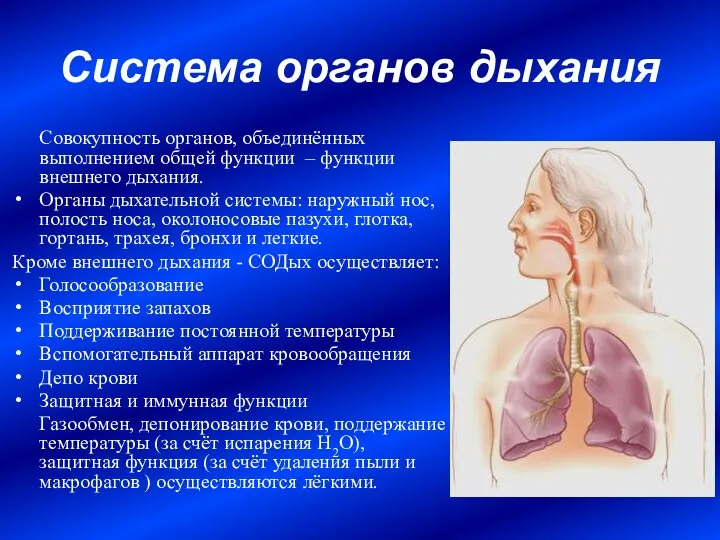 Система органов дыхания Совокупность органов, объединённых выполнением общей функции – функции