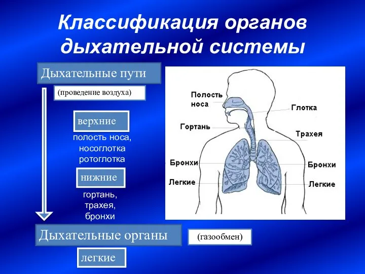 Классификация органов дыхательной системы Дыхательные пути Дыхательные органы (проведение воздуха) (газообмен)