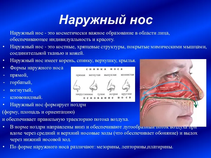 Наружный нос Наружный нос - это косметически важное образование в области