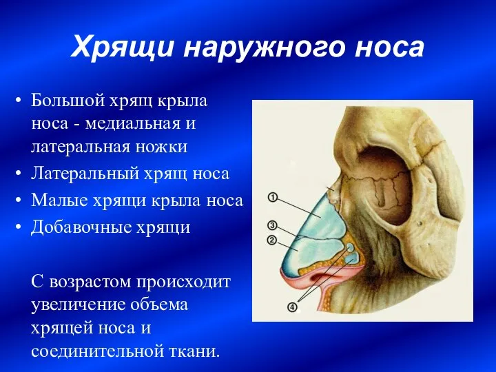 Хрящи наружного носа Большой хрящ крыла носа - медиальная и латеральная