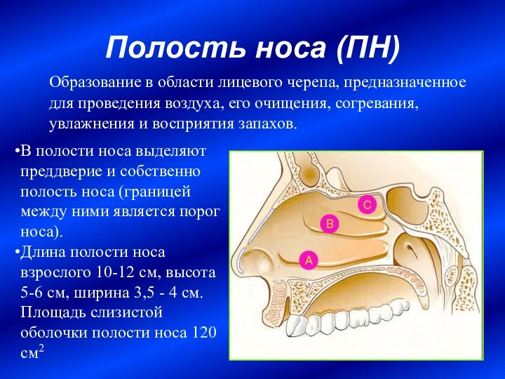 Полость носа (ПН) Образование в области лицевого черепа, предназначенное для проведения