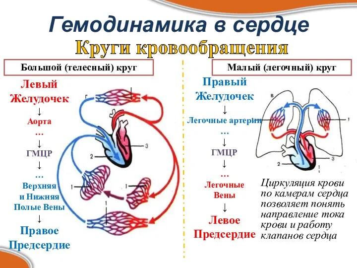 Гемодинамика в сердце Циркуляция крови по камерам сердца позволяет понять направление