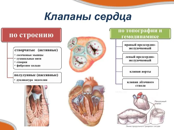 Клапаны сердца