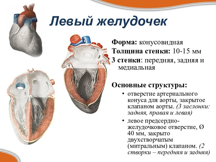 Левый желудочек Форма: конусовидная Толщина стенки: 10-15 мм 3 стенки: передняя,