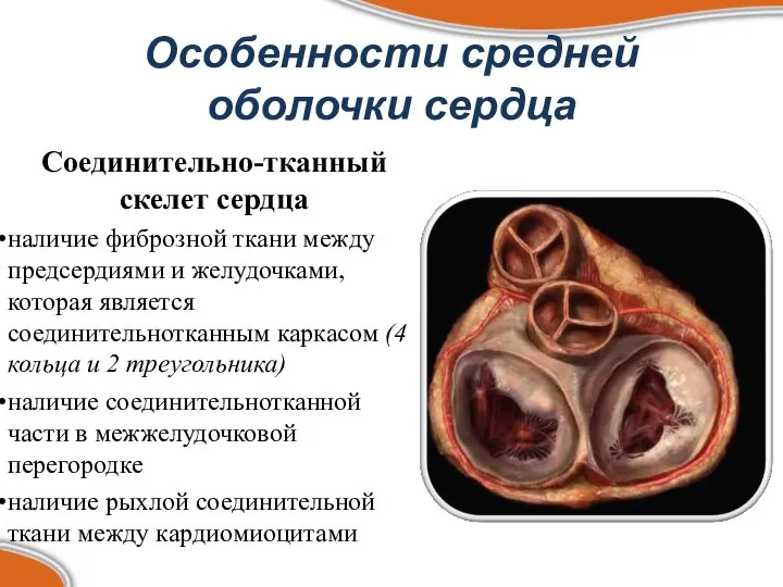 Особенности средней оболочки сердца Соединительно-тканный скелет сердца наличие фиброзной ткани между