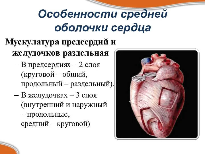 Особенности средней оболочки сердца Мускулатура предсердий и желудочков раздельная В предсердиях