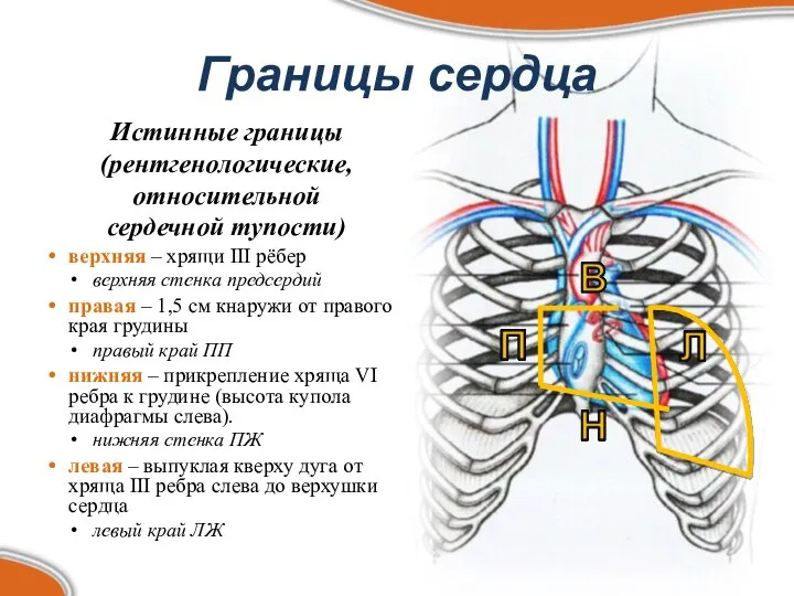 Истинные границы (рентгенологические, относительной сердечной тупости) верхняя – хрящи III рёбер