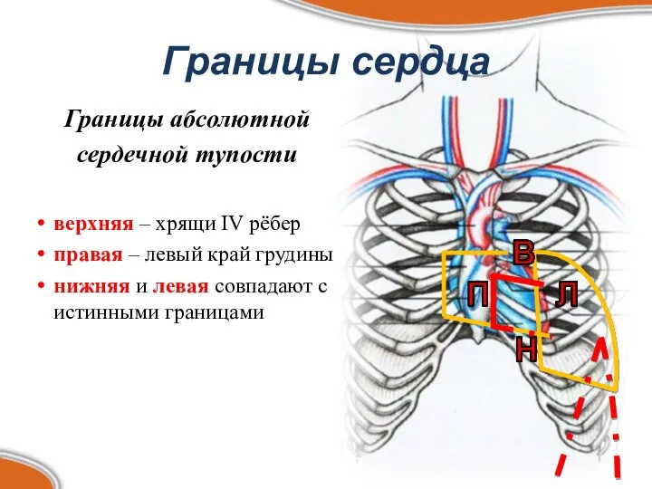 Границы абсолютной сердечной тупости верхняя – хрящи IV рёбер правая –