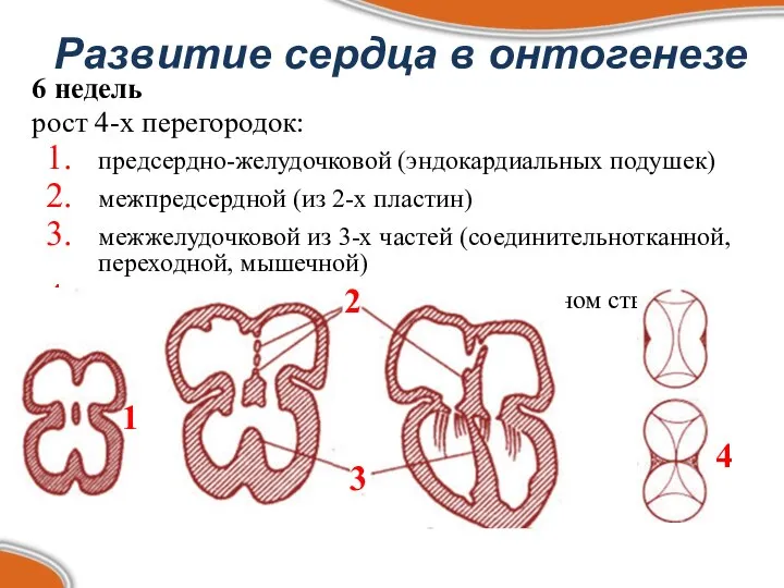 Развитие сердца в онтогенезе 6 недель рост 4-х перегородок: предсердно-желудочковой (эндокардиальных