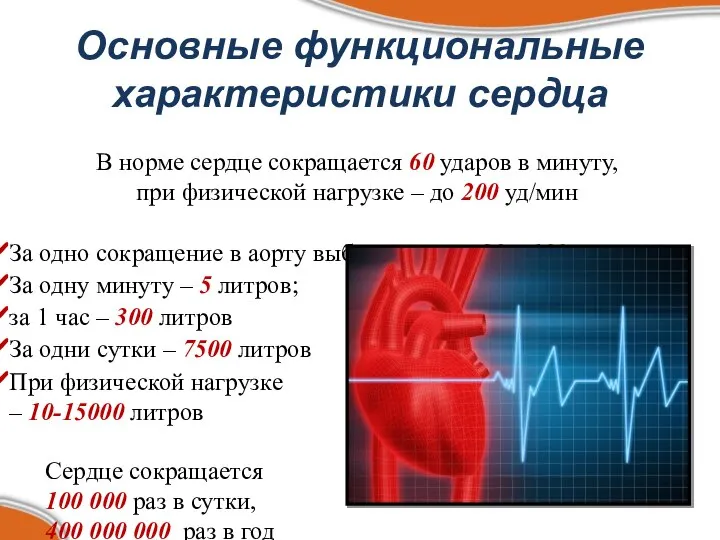 Основные функциональные характеристики сердца В норме сердце сокращается 60 ударов в