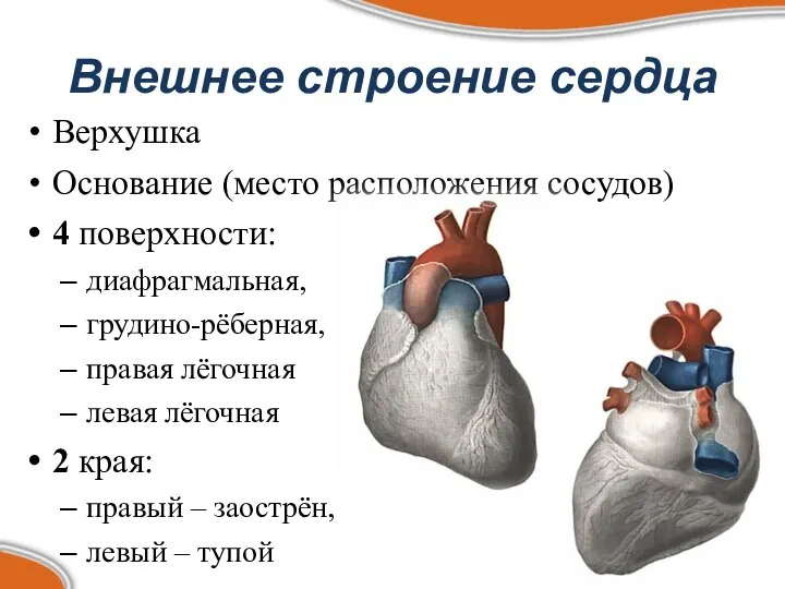 Внешнее строение сердца Верхушка Основание (место расположения сосудов) 4 поверхности: диафрагмальная,