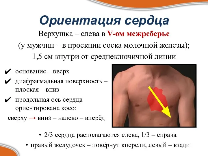 Ориентация сердца Верхушка – слева в V-ом межреберье (у мужчин –