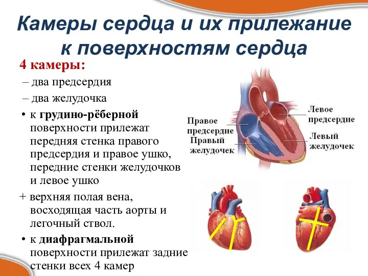 Камеры сердца и их прилежание к поверхностям сердца 4 камеры: –