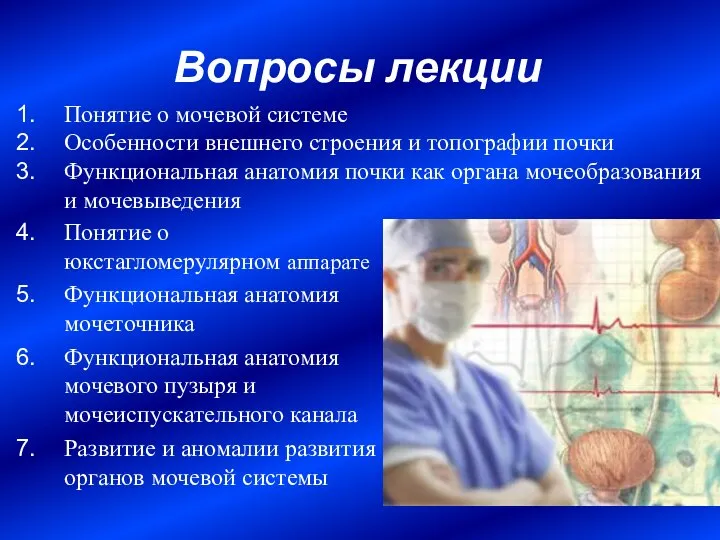 Вопросы лекции Понятие о юкстагломерулярном аппарате Функциональная анатомия мочеточника Функциональная анатомия