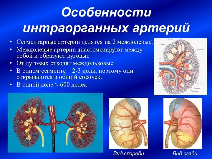 Особенности интраорганных артерий Сегментарные артерии делятся на 2 междолевые. Междолевые артерии