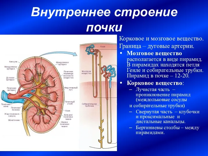 Внутреннее строение почки Корковое и мозговое вещество. Граница – дуговые артерии.