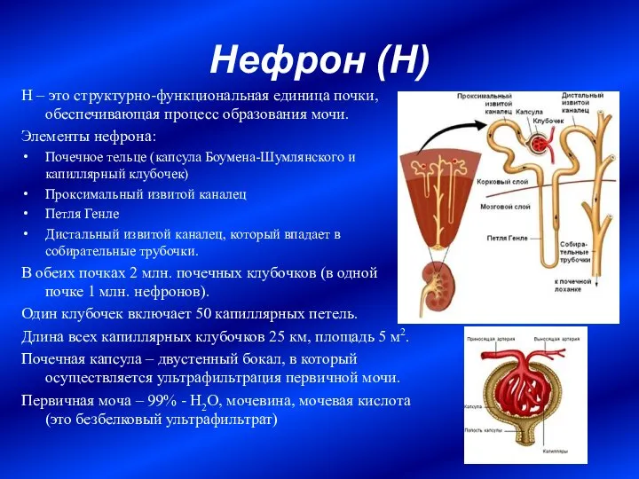 Нефрон (Н) Н – это структурно-функциональная единица почки, обеспечивающая процесс образования