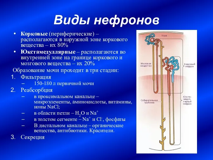 Виды нефронов Корковые (периферические) – располагаются в наружной зоне коркового вещества