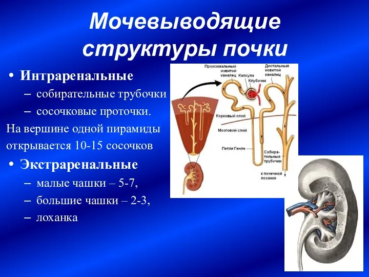 Мочевыводящие структуры почки Интраренальные собирательные трубочки сосочковые проточки. На вершине одной