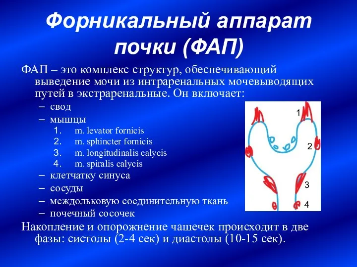 Форникальный аппарат почки (ФАП) ФАП – это комплекс структур, обеспечивающий выведение