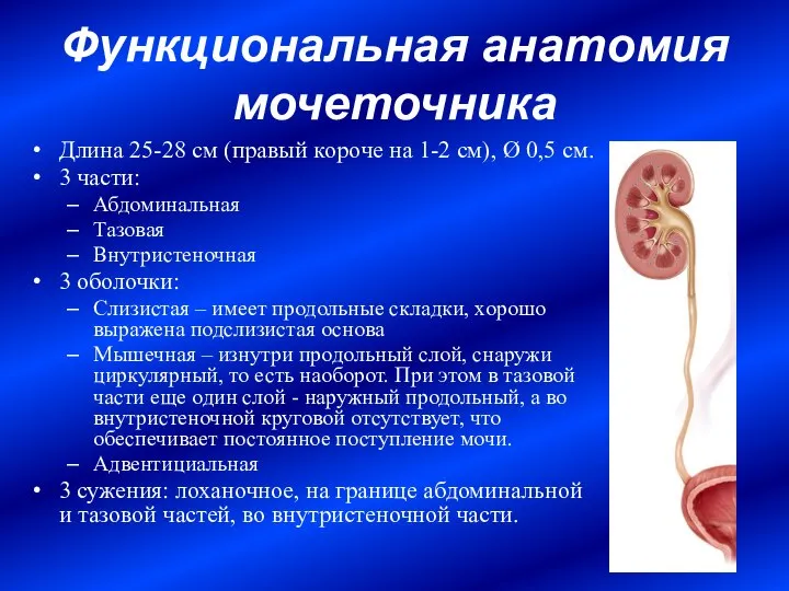 Функциональная анатомия мочеточника Длина 25-28 см (правый короче на 1-2 см),